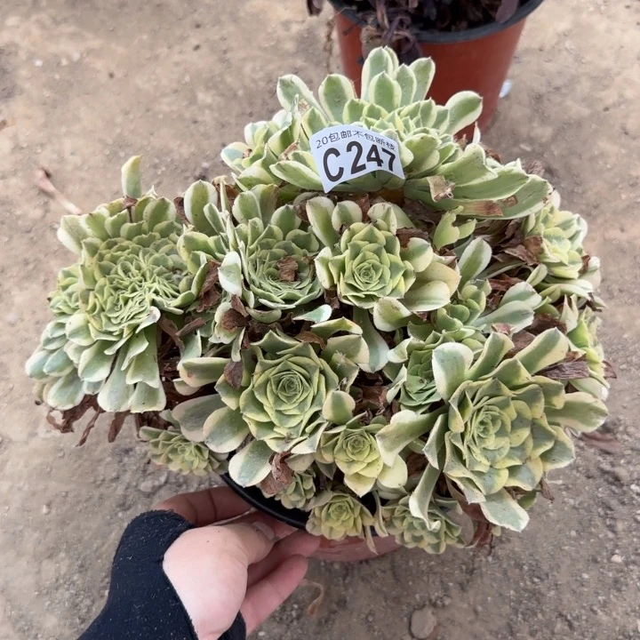 绿豆沙缀……多肉植物……