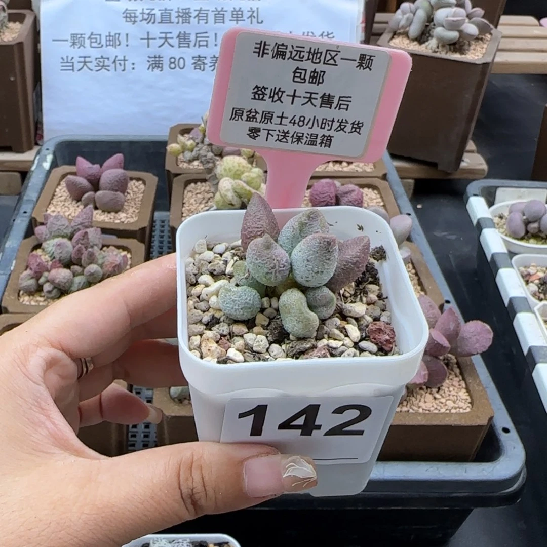 142银之卵多肉植物