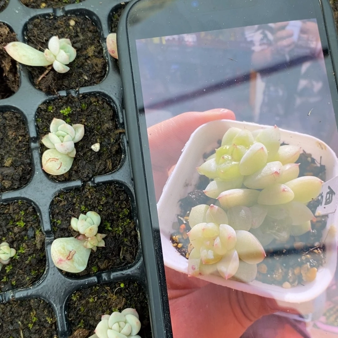 白泽叶片带芽一个