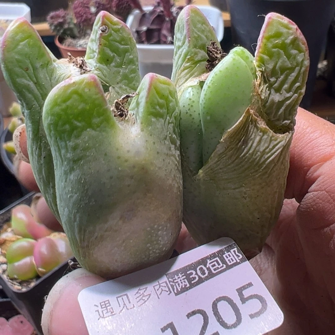 多肉植物11111111111