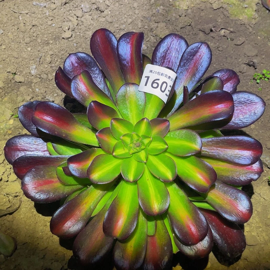 1603华纳多肉植物