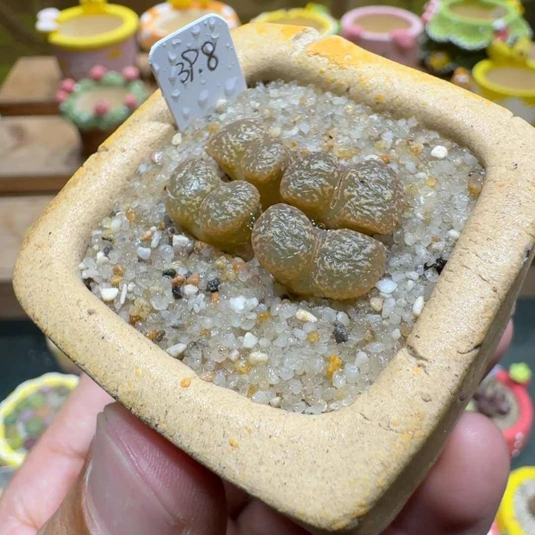 蘑菇1047勋章多肉植物