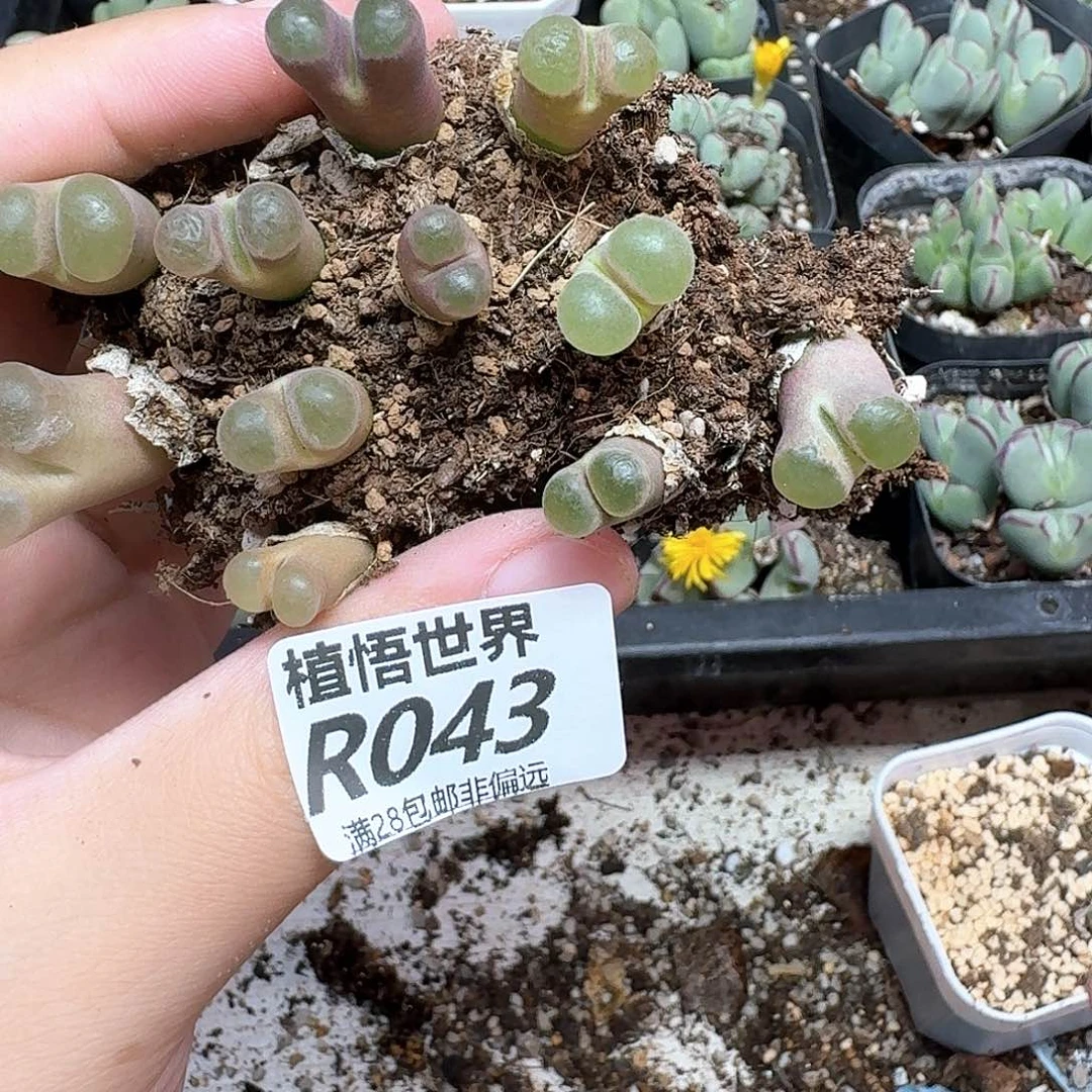 多肉W的润泽的的去处