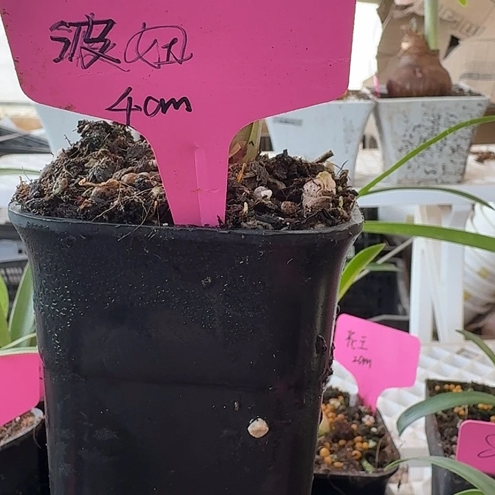 无花朵波妞朱顶红直径4