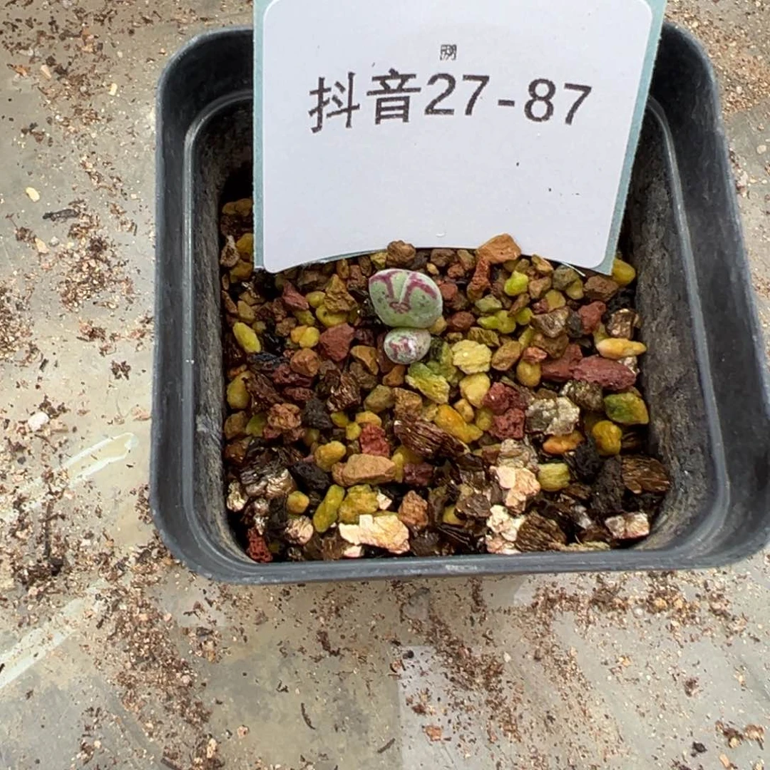 27-87肉锥多肉植物，