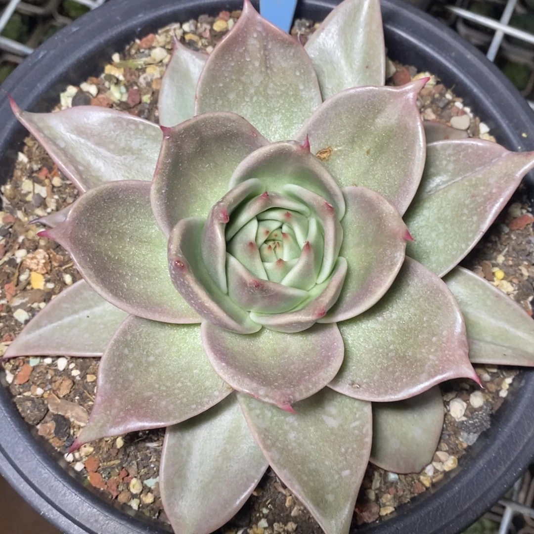 x068-多肉植物 星星
