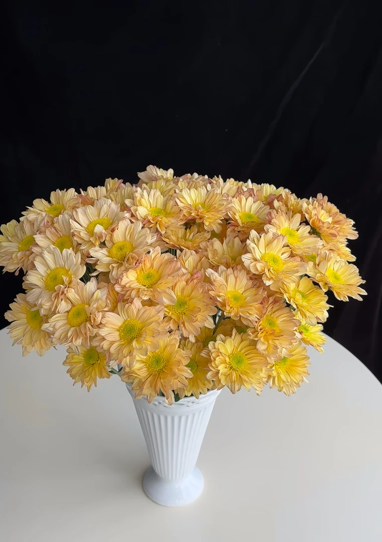 【宁静】方德小雏菊三文鱼 品牌基地 |全场鲜花任意满2单及以上包邮