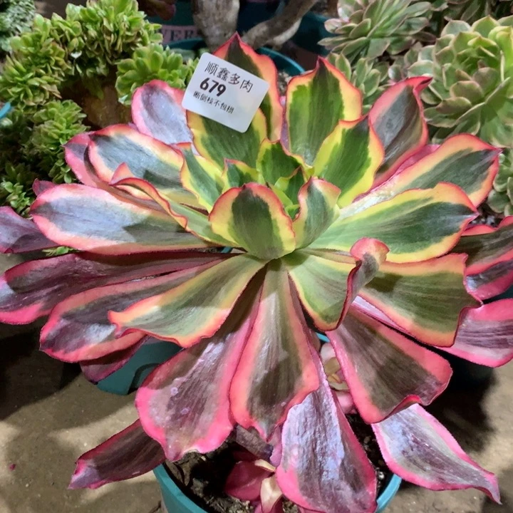 壹****回679魅影多肉植物