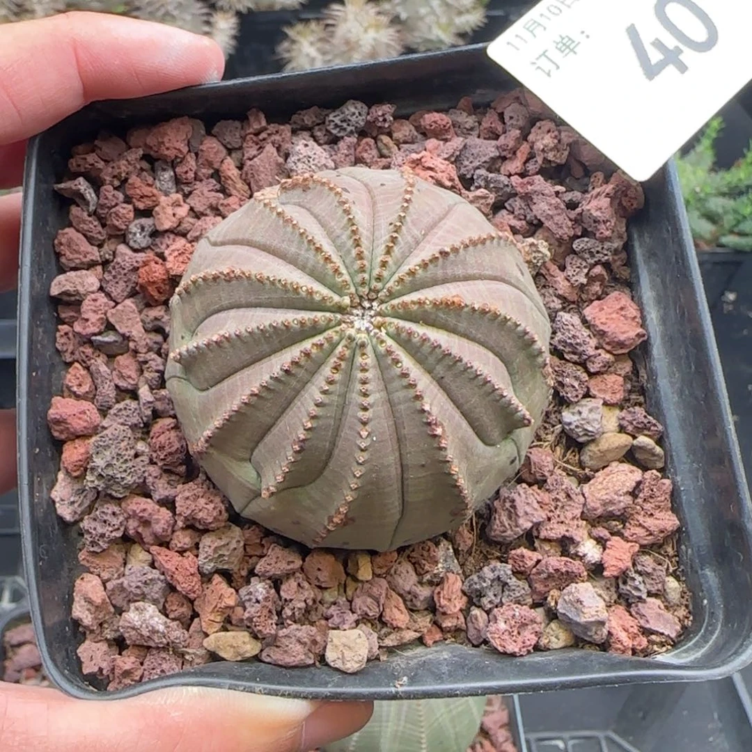 欧布，实生，包邮，带盆，40号