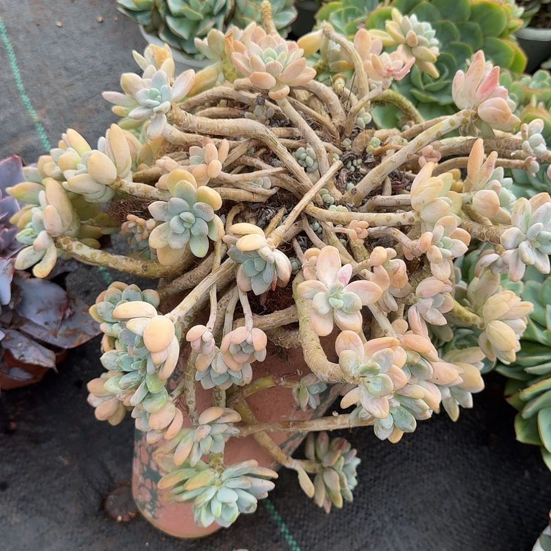 多肉植物一物一拍