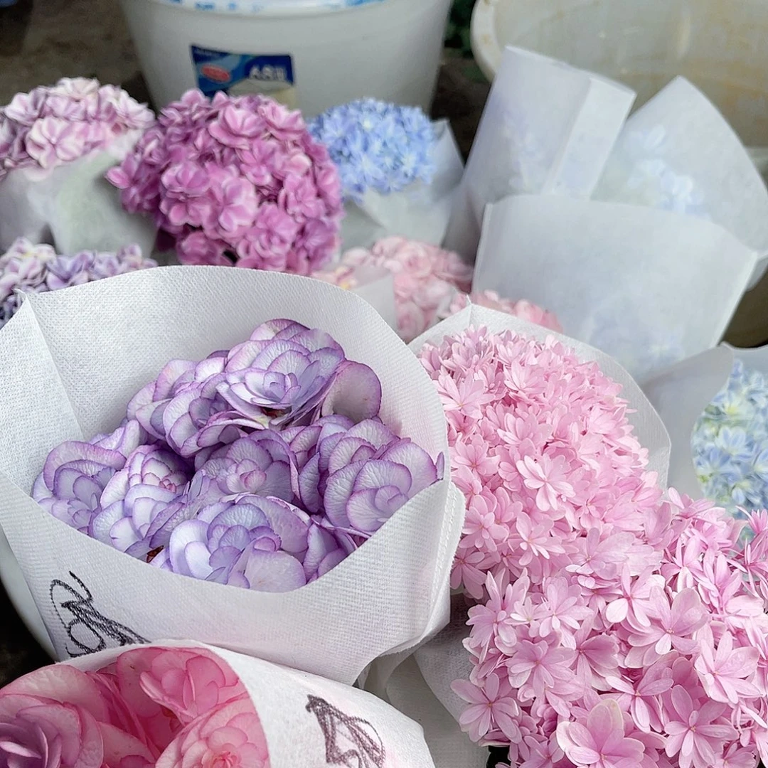 蕾***蕾完全开放稀有绣球花41四枝