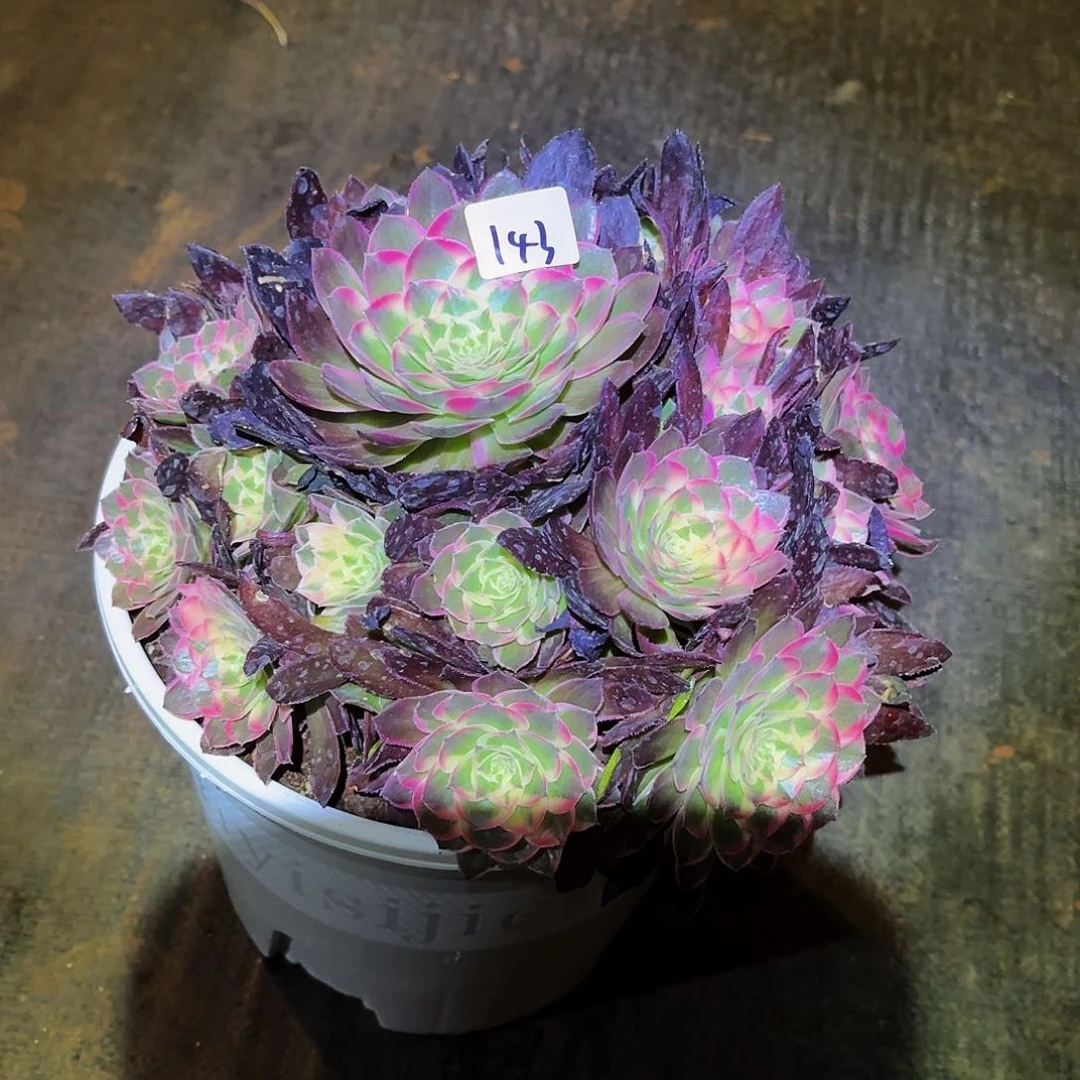 抖*143多肉植物寄养