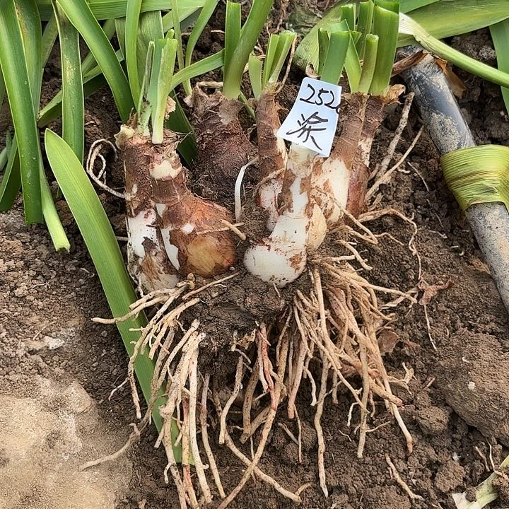 文*馆涂鸦坨坨带土2528