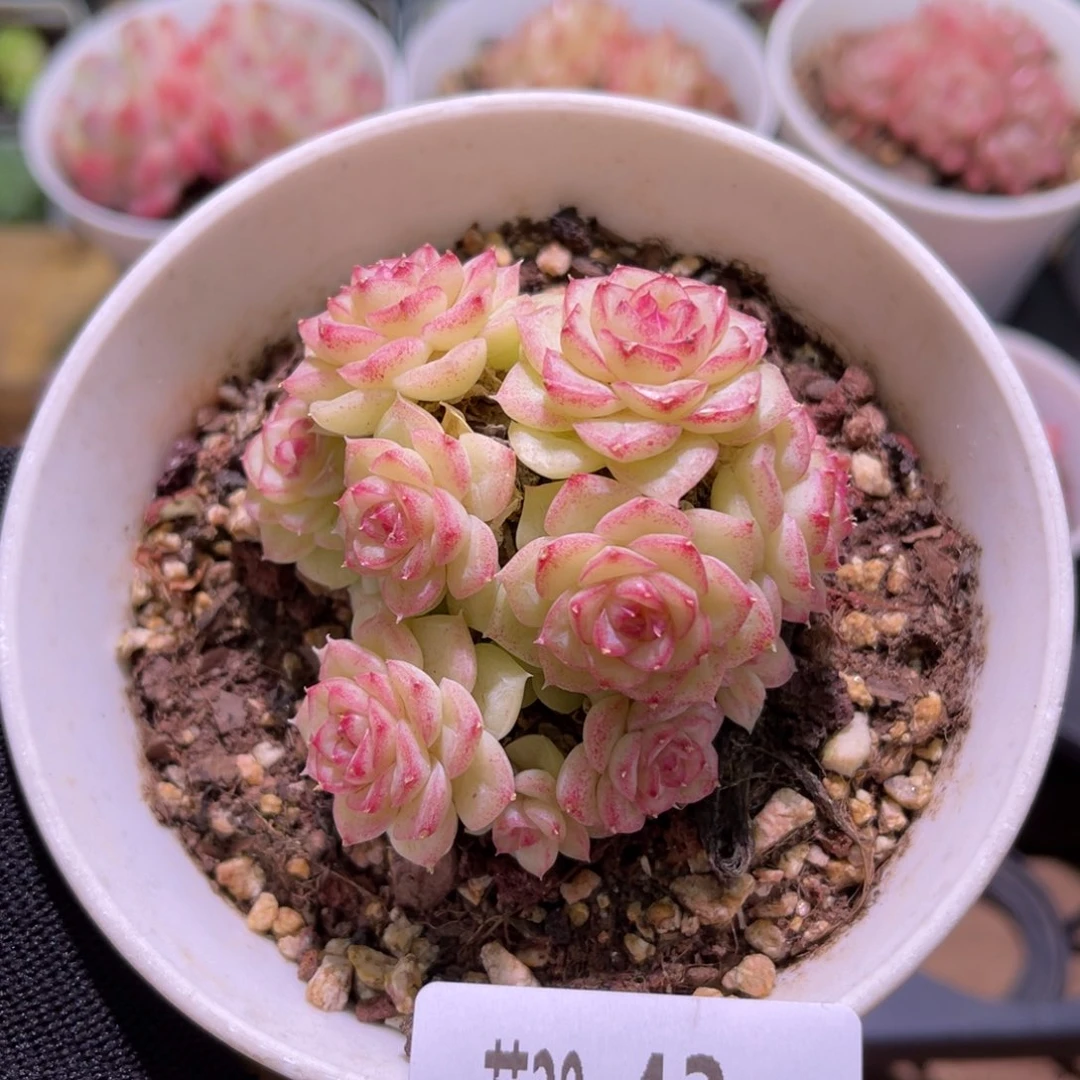 花20-43白天鹅群生