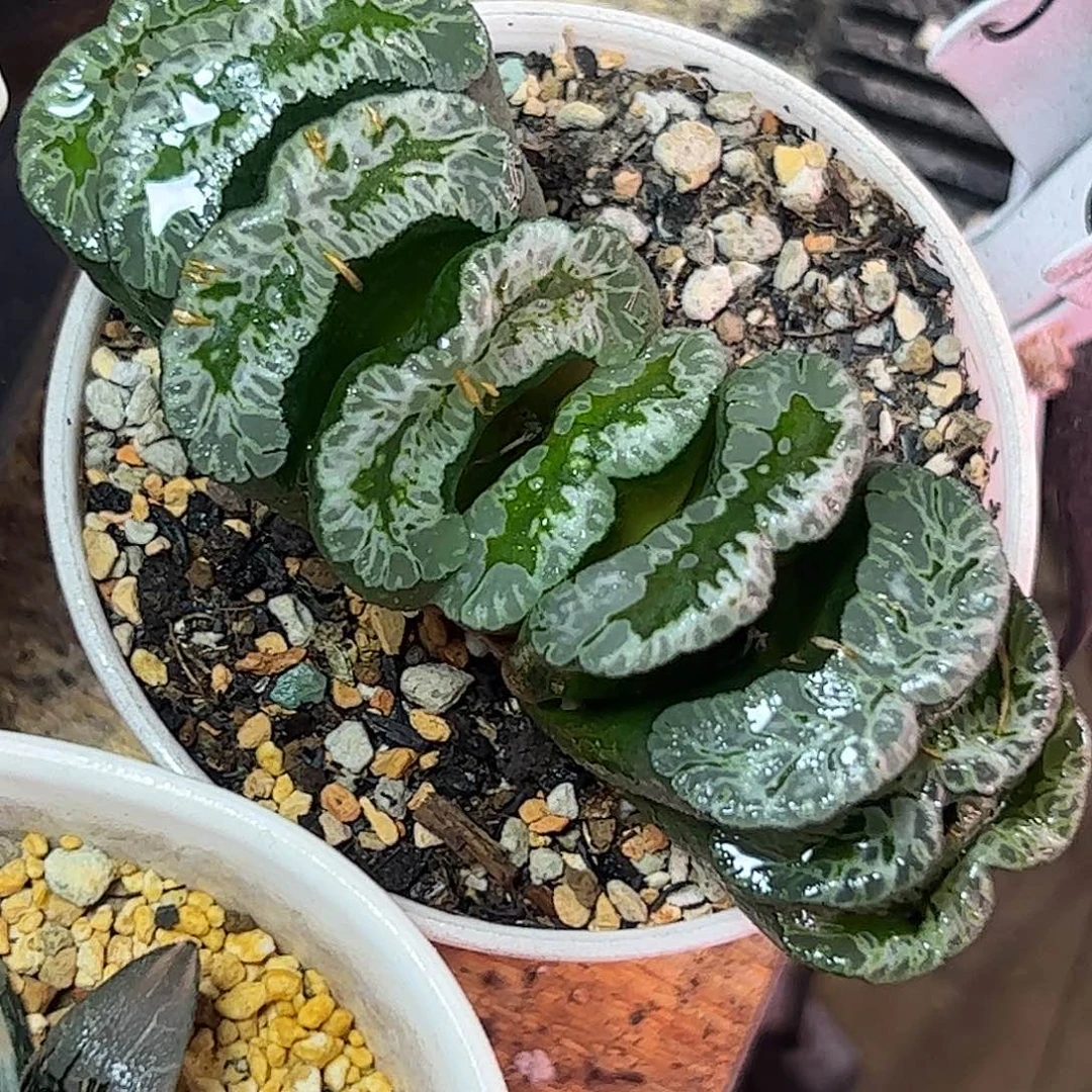 敦盛母本11公分十二卷