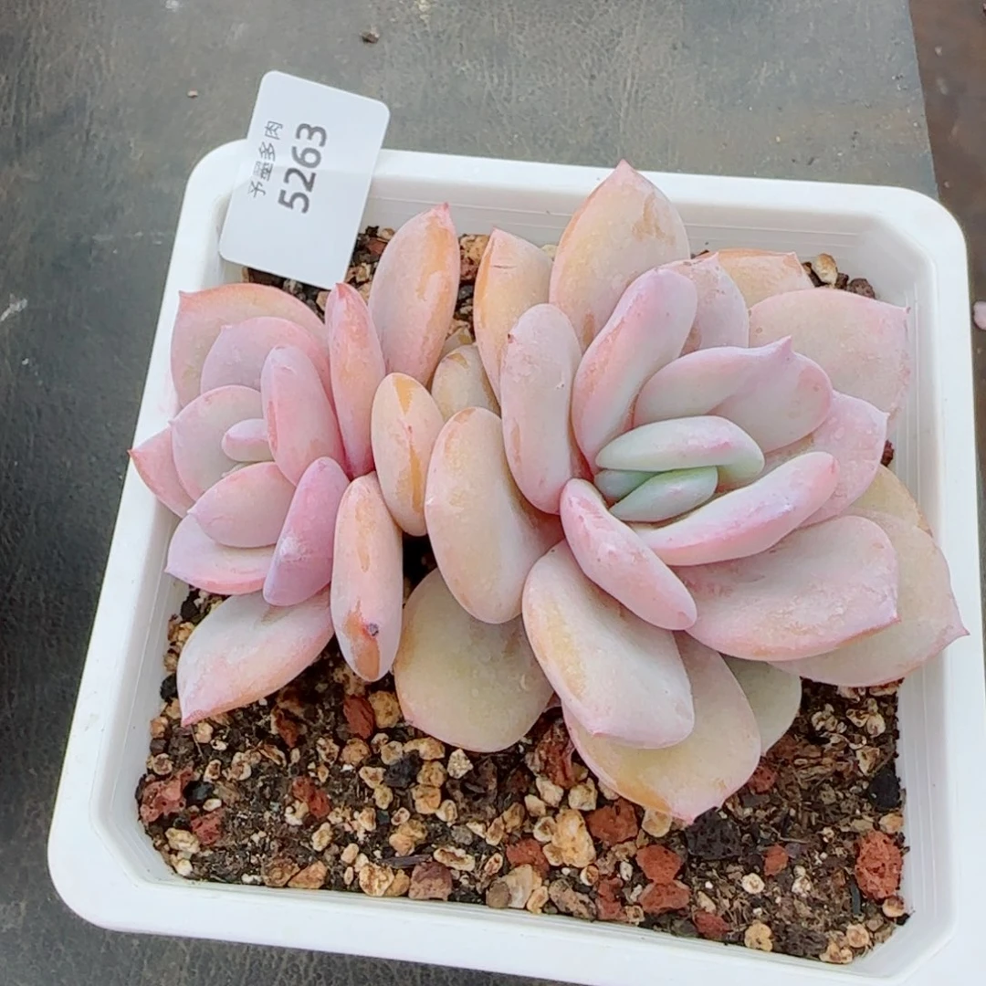 奶茶微瑕，粗桩5263多肉植物