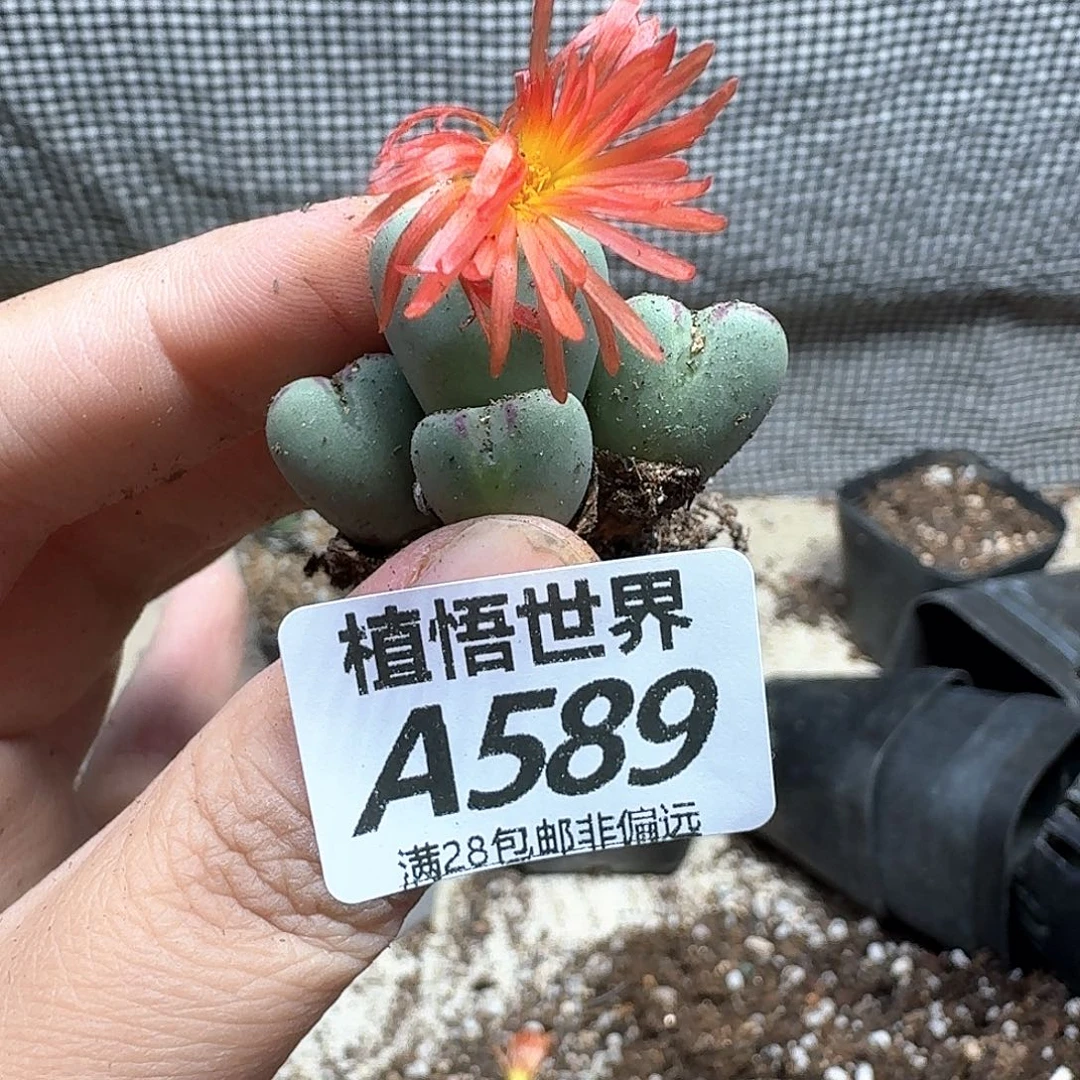 多肉植物的人生fgh