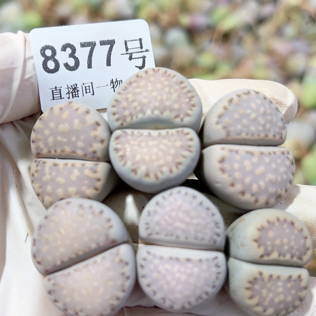 8377四年大饼干6个2.2-2.8cm