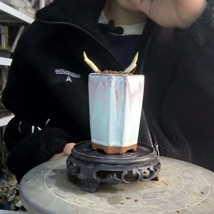 钟*小盆景小植物一物一拍223