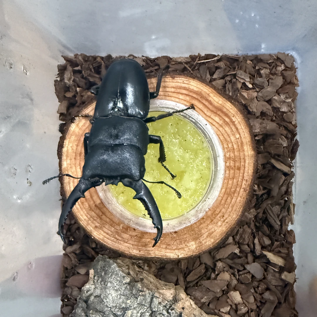 中国扁锹甲6-7饲养套餐