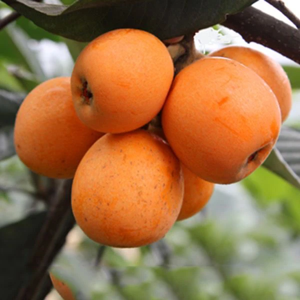 山歌响起的地方资中甘露枇杷/现摘现发/大五星/鲜果顺丰包邮