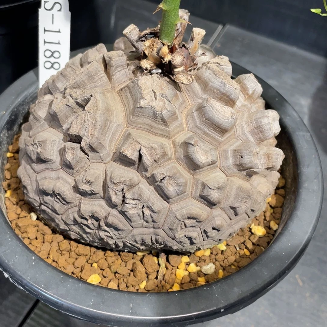 1188号龟甲龙不退不换