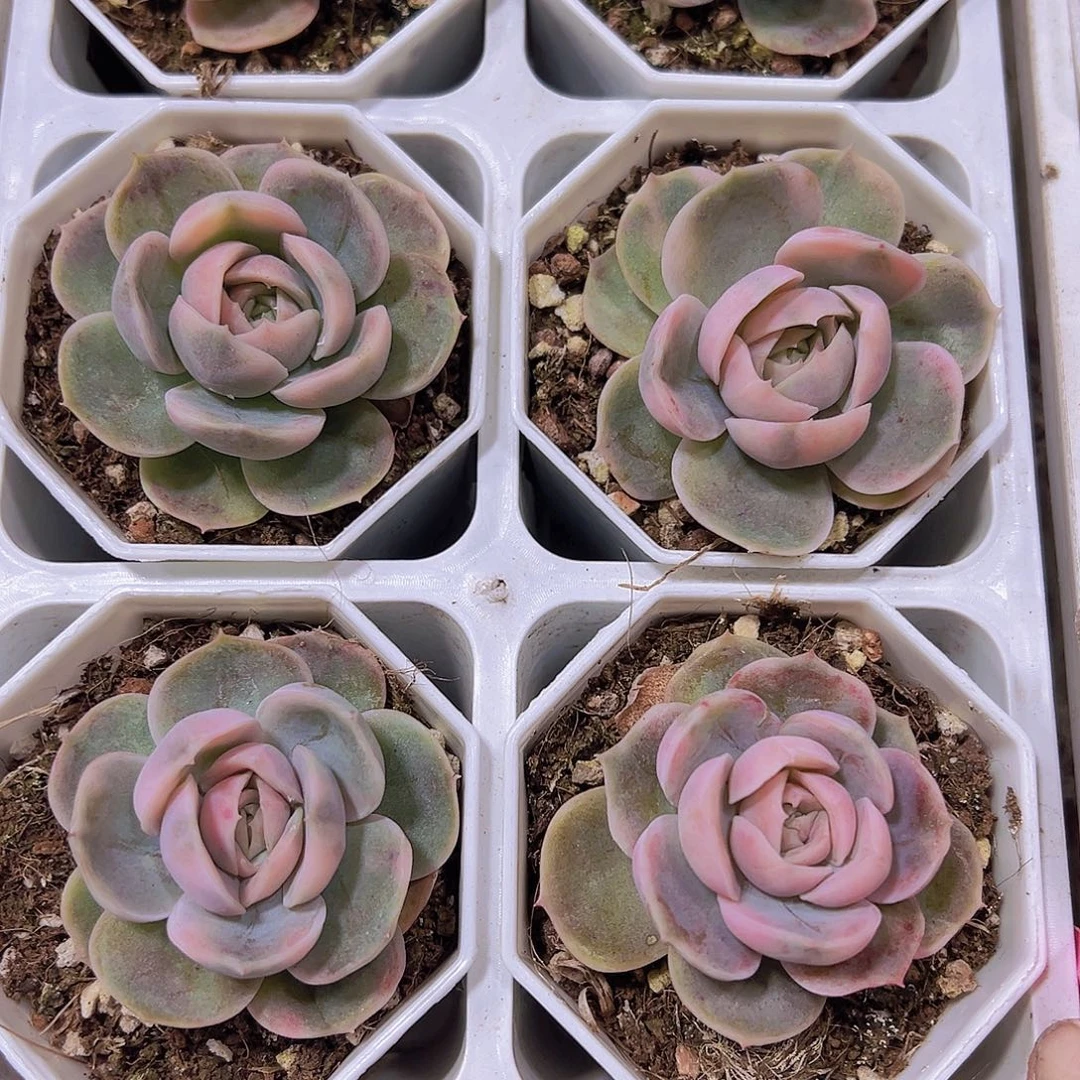 蓝色惊喜锦19包邮多肉植物