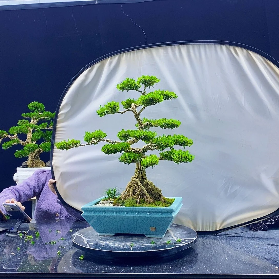 无花朵黄杨盆景造型