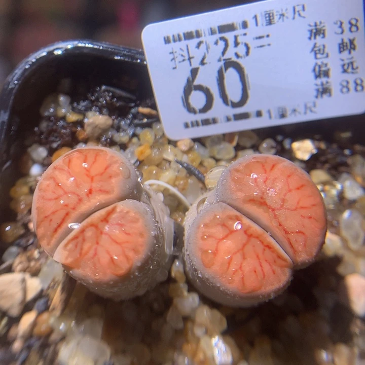 新年快乐呀225.60