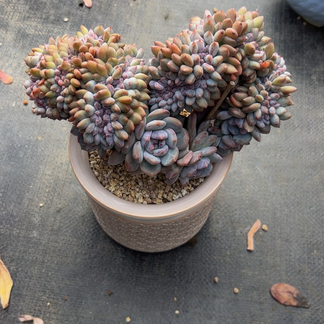 奥***奥多肉植物多肉植物