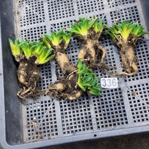 336美人鱼5棵一物一图如图