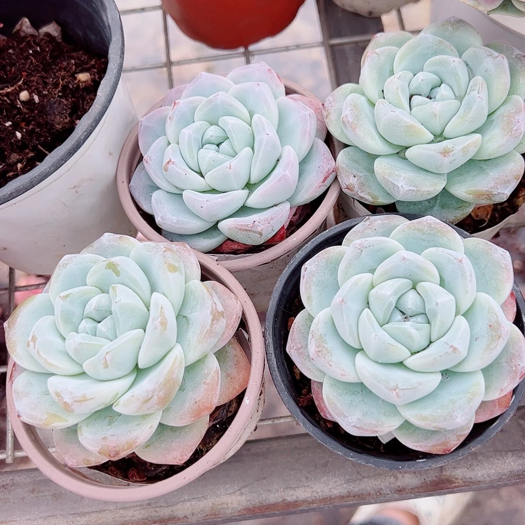 冰玉大单头精品特价四盆