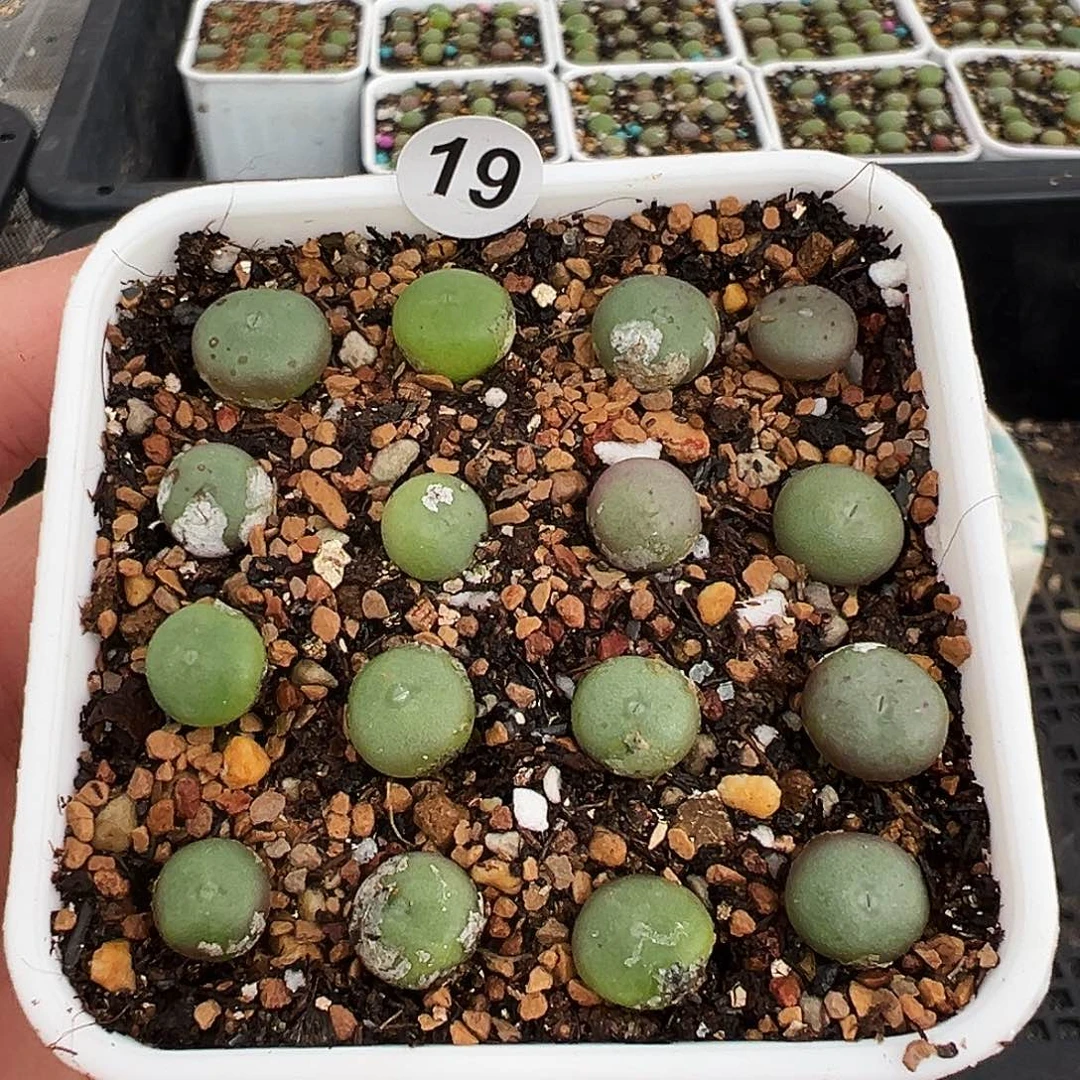 19号白花大g苗福利特