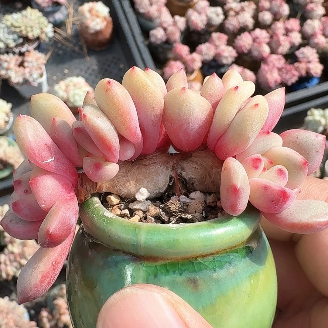 多肉爱丽儿小朵朵缀化多肉