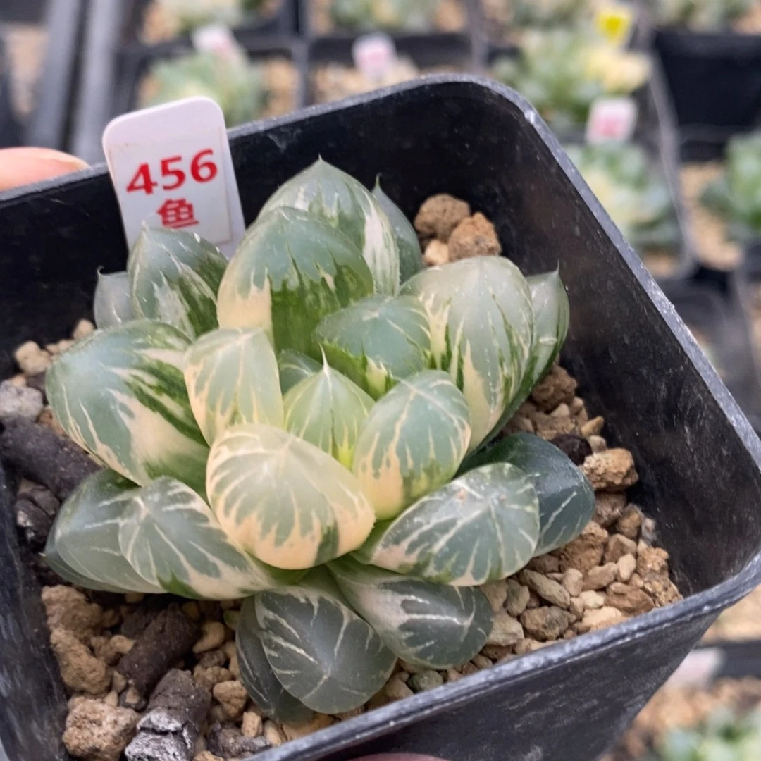 456水晶×冰川玉露锦一物一拍