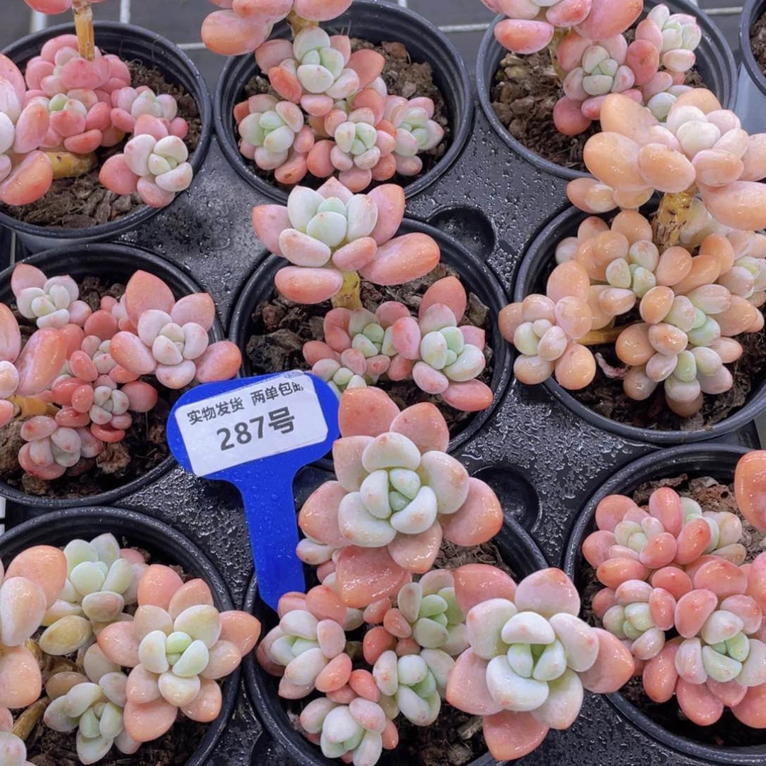 287号 丸叶粉洛神老桩群一个