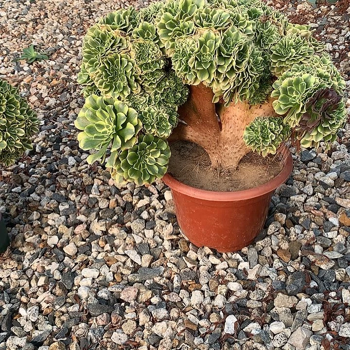 小***艾阴阳绿豆沙寄养春天发货