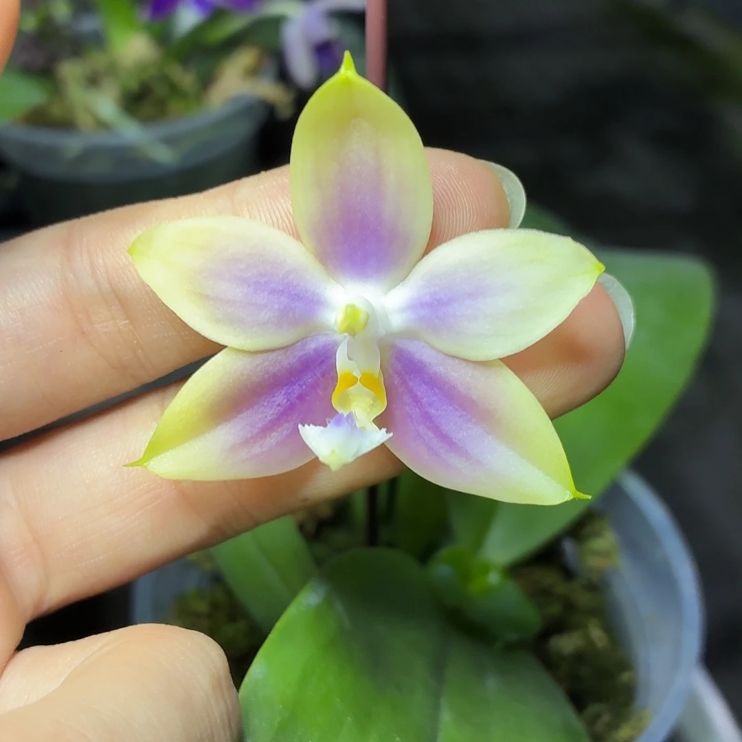 当前无花朵，栽培后可花朵A1679yss1233