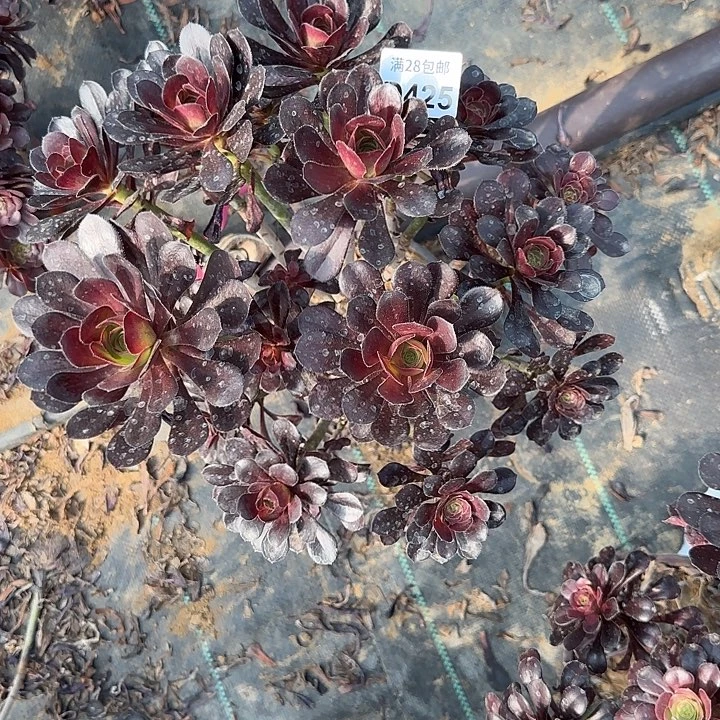 425 清棚处理不包断枝