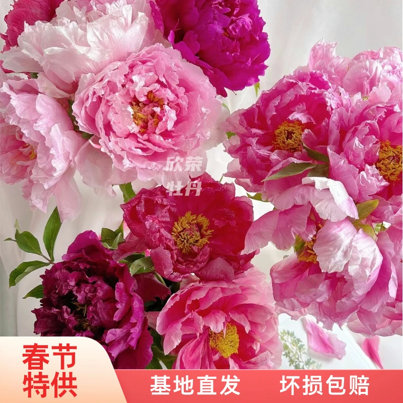 [混搭色]5A-牡丹鲜切花插花水养菏泽基地直发 年宵花 牡丹鲜花