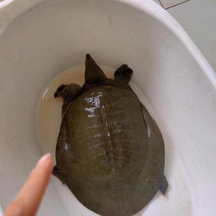 意***多中国大陆开箱请拍视频甲鱼