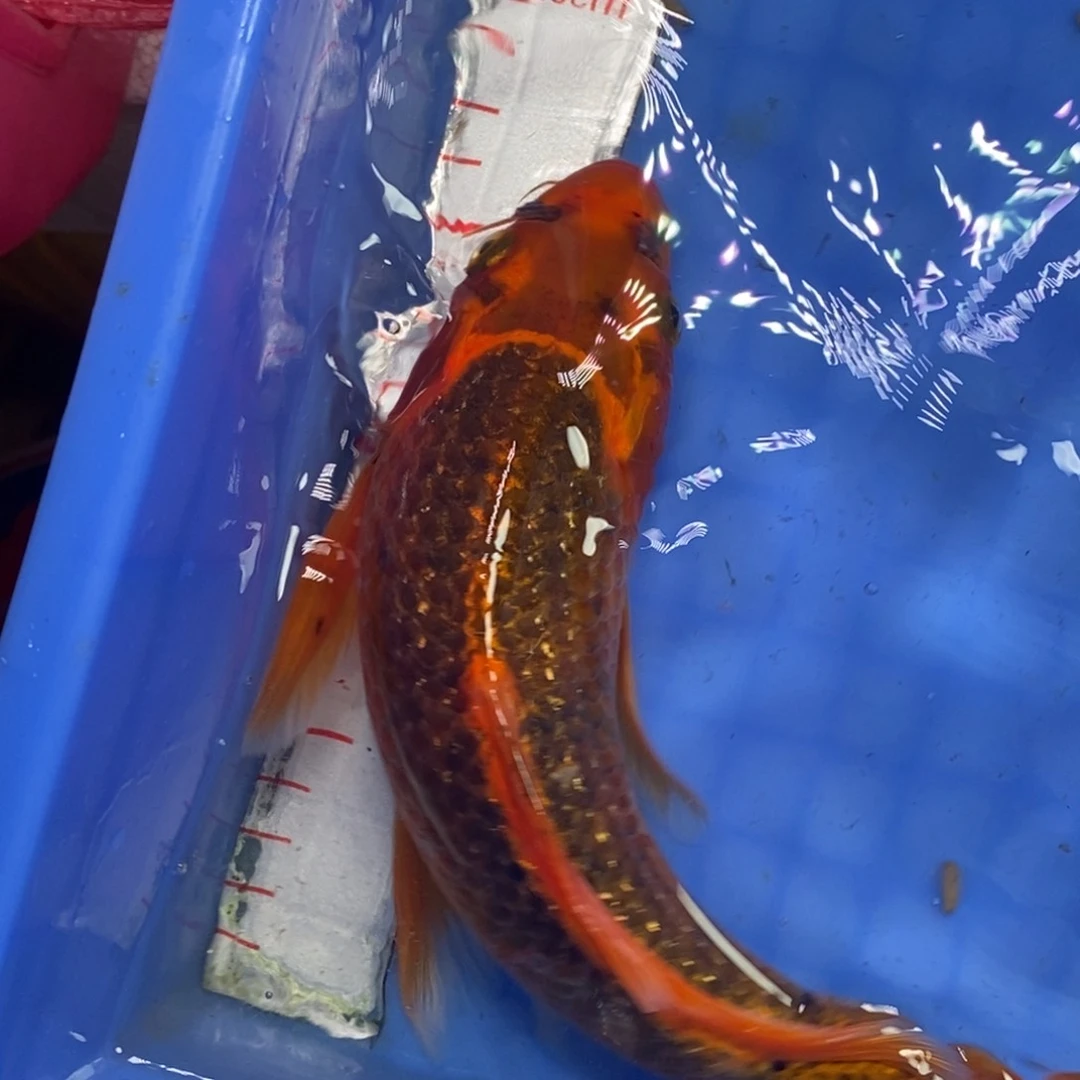 锦鲤冷水锦鲤包邮