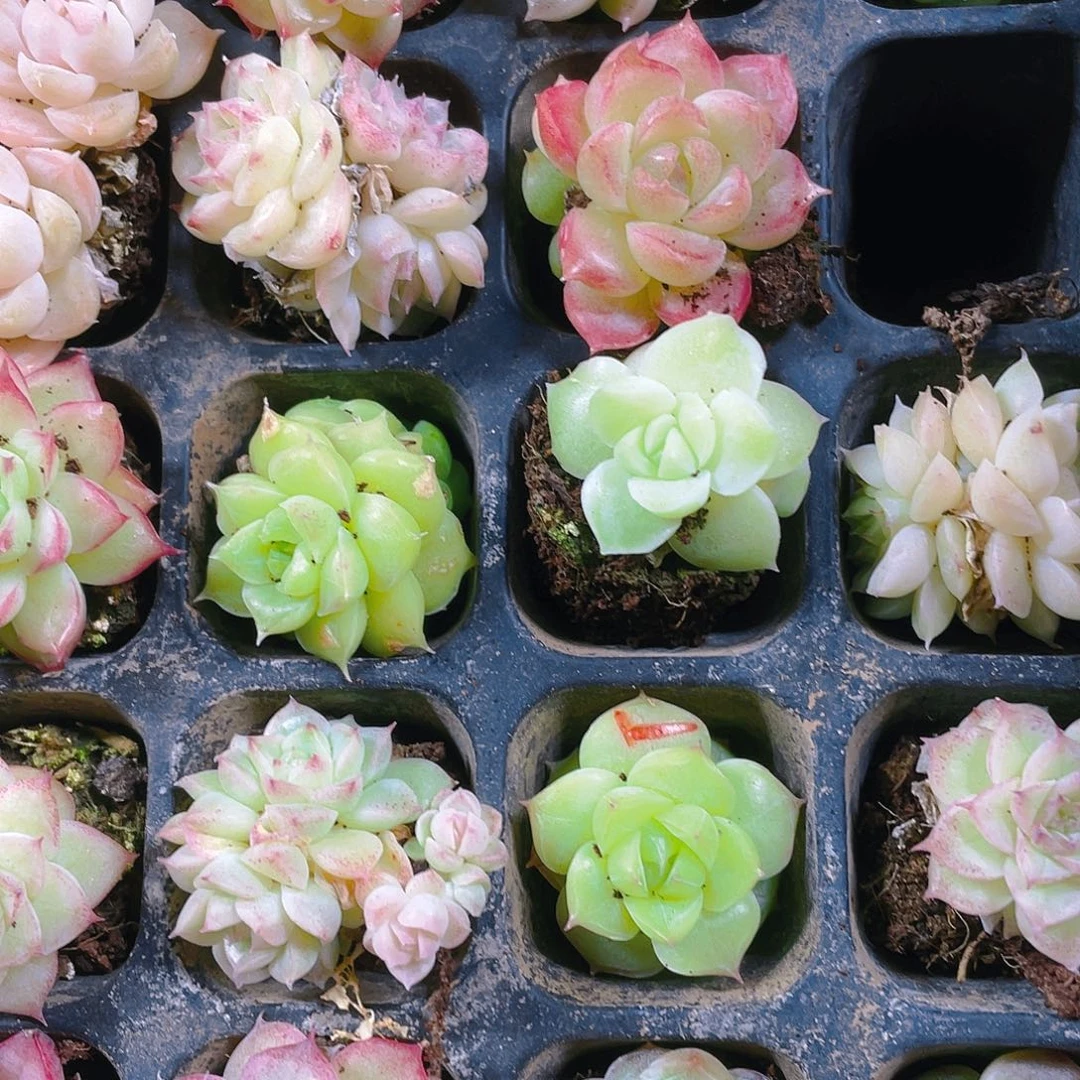 个体麦杆透穴一个满25包邮