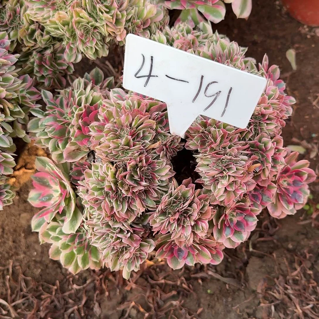 4-191粉女巫缀多肉法师多肉