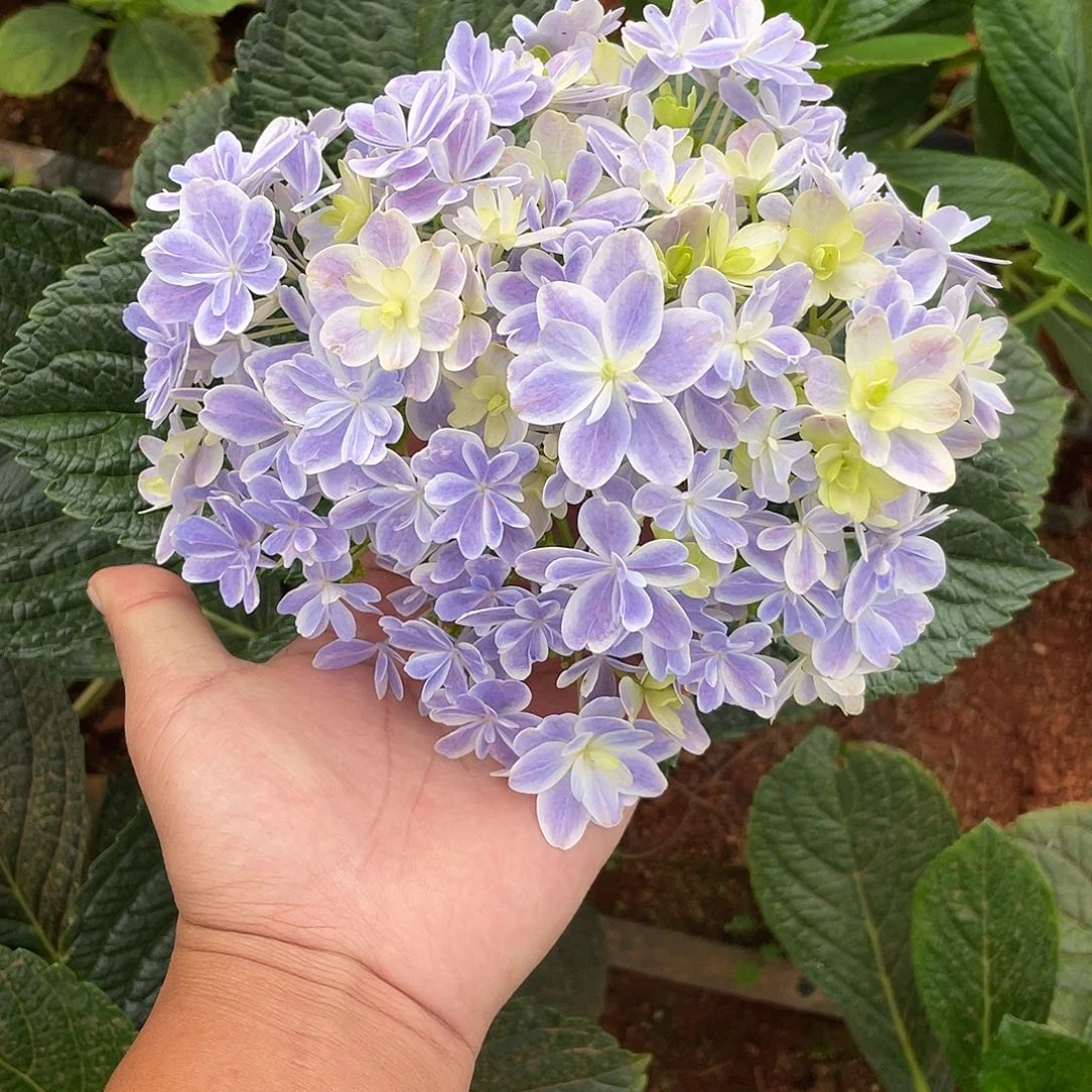 绣球切花一物一拍3枝起包邮，46