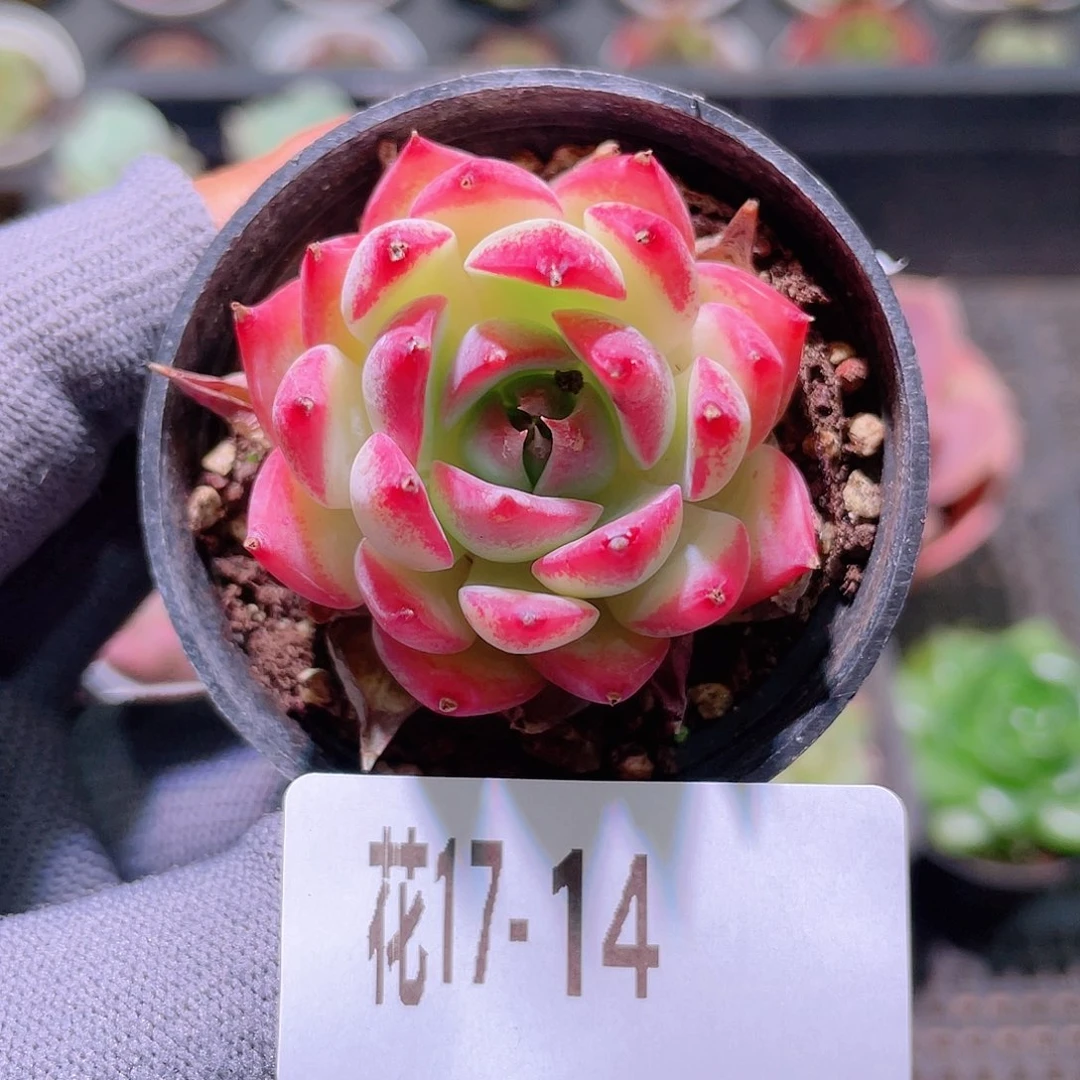 花利美17-14吉娃娃