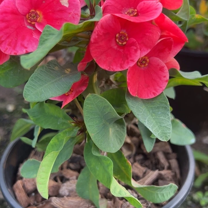 泰品扦插一物一拍