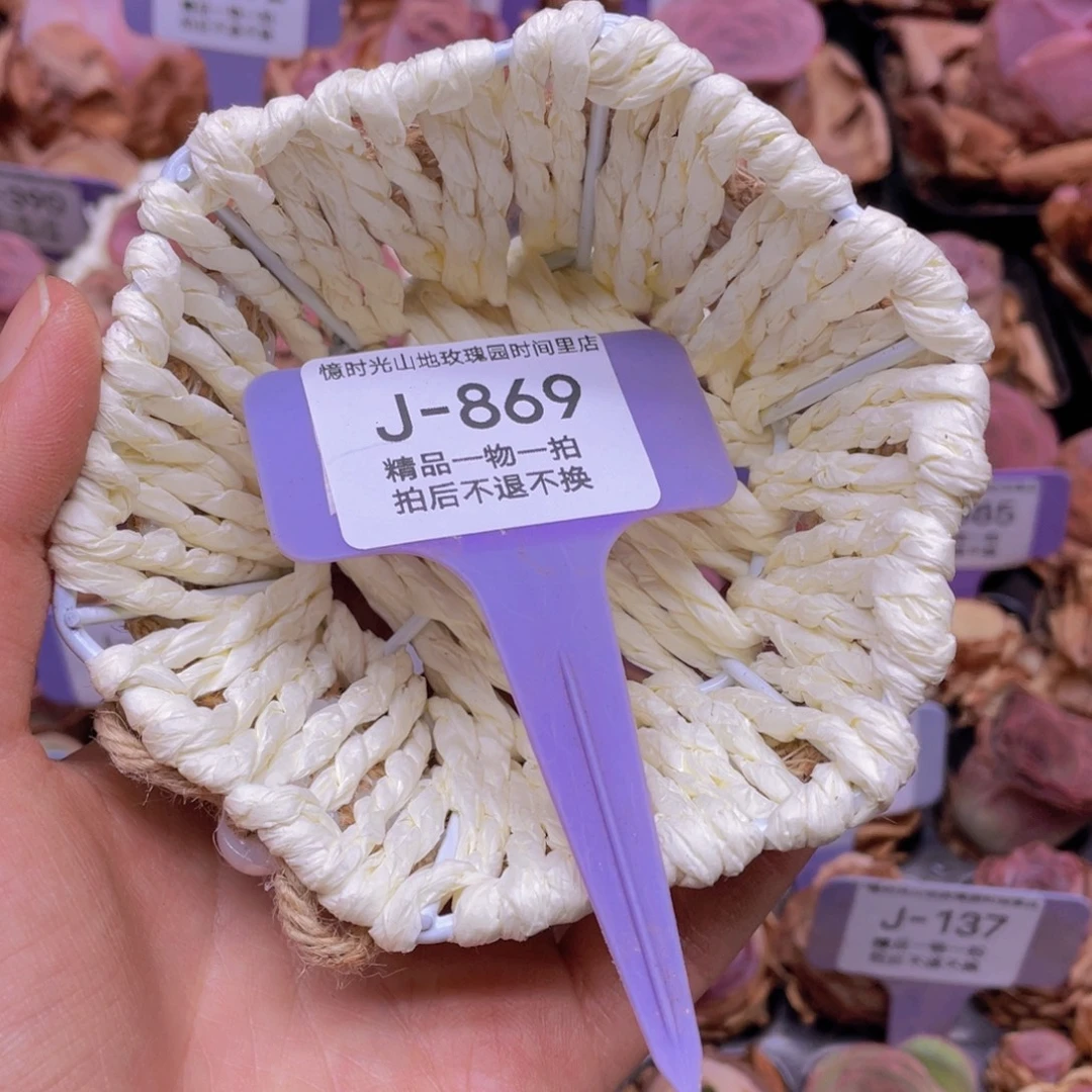 婲***ღ山地玫瑰J869篮子一个