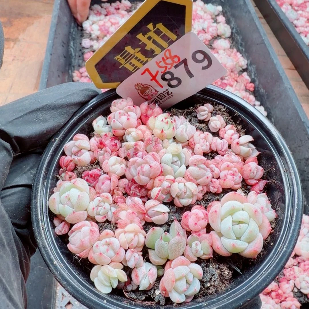 多肉植物多肉植物