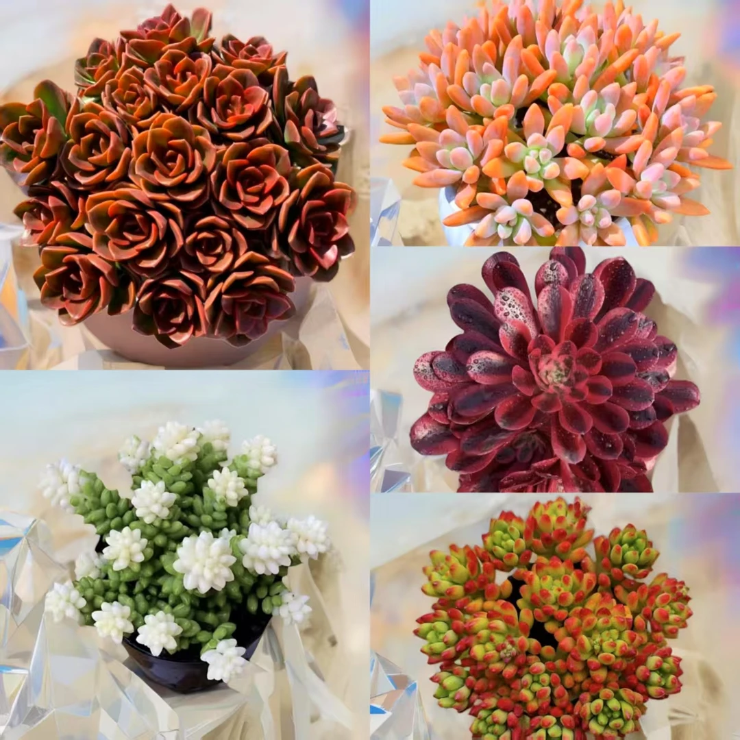 L大盆红酒玫瑰多肉组合 喜阳耐旱越晒越红皮实好养 云南基地发货